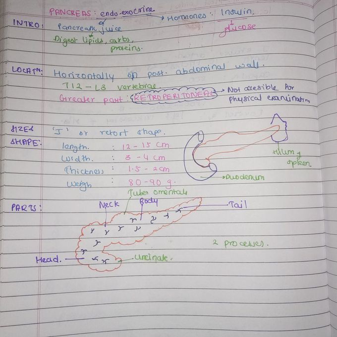Pancreas part 1