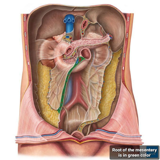 Root of the mesentery
