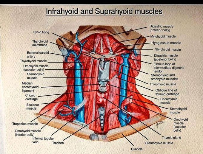 Infrahyoid and suprahyoid muscles