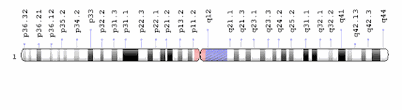 Первая хромосома. Chromosome 1. Хромосома 1p36.22. Ген DPYD. 33 Ген.