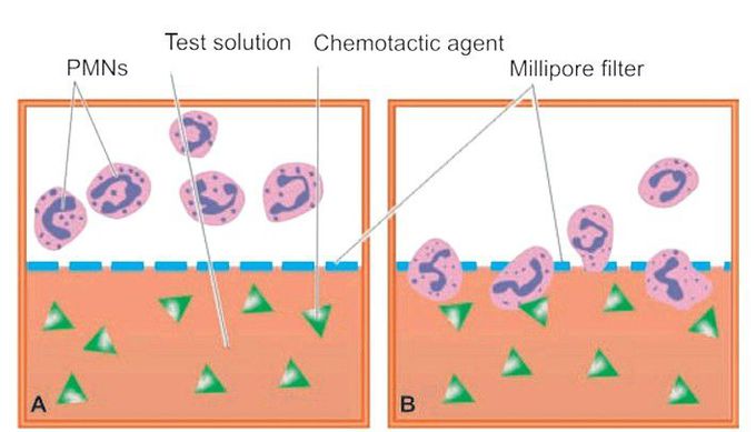 Chemotaxis