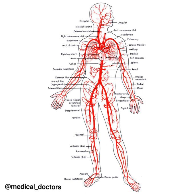 blood vessels