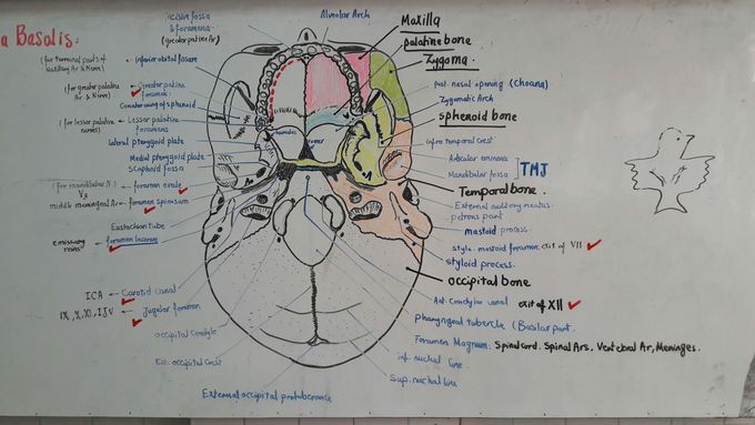 Base of the skull