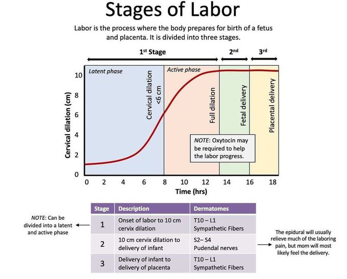 Stages of Labor