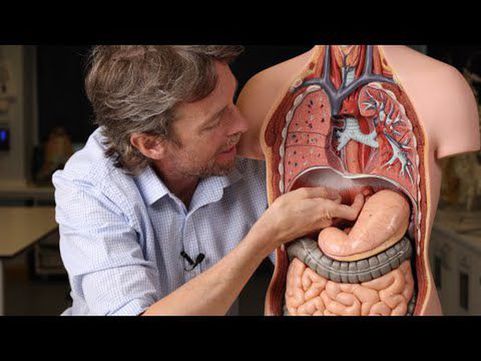 Hiatal Hernia: Anatomical Explanation