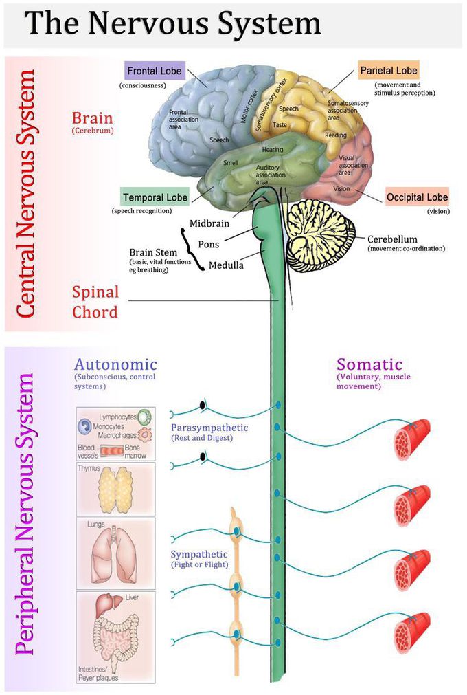 The nervous system