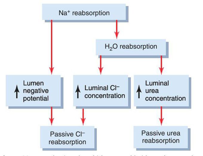 Kidney reabsorption