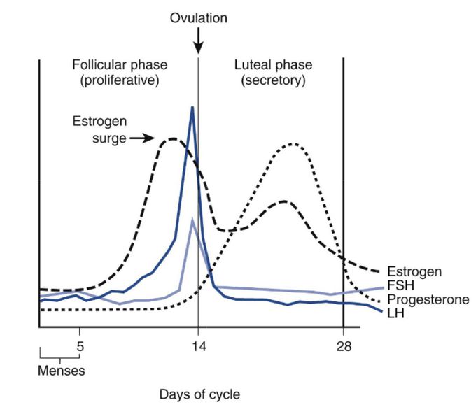 Menstrual cycle