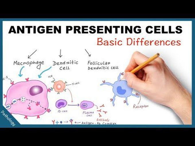 Macrophages as Antigen-Presenting Cells