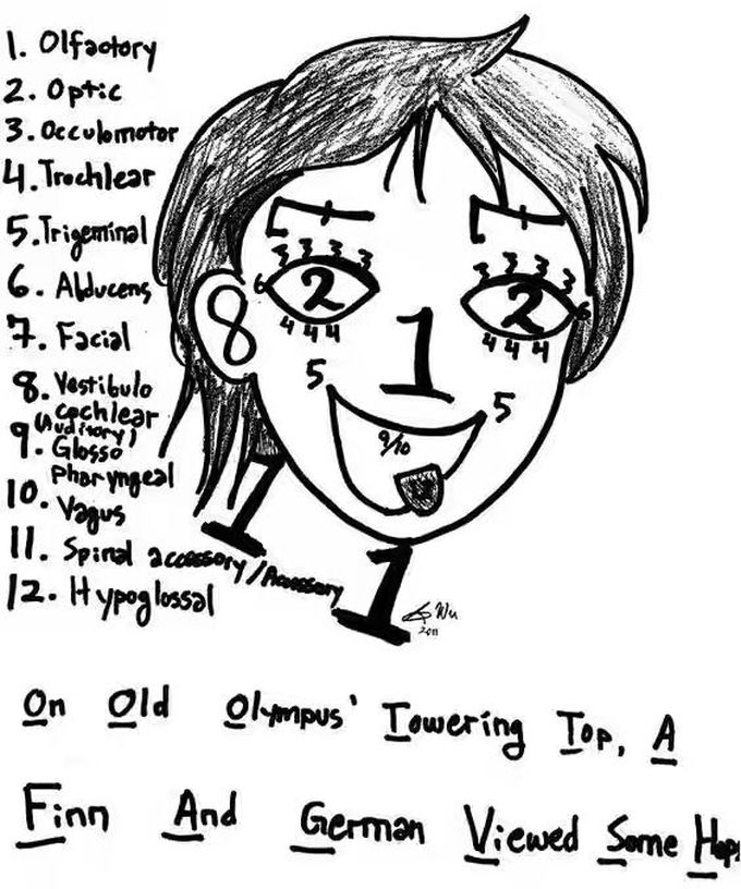 Cranial nerve