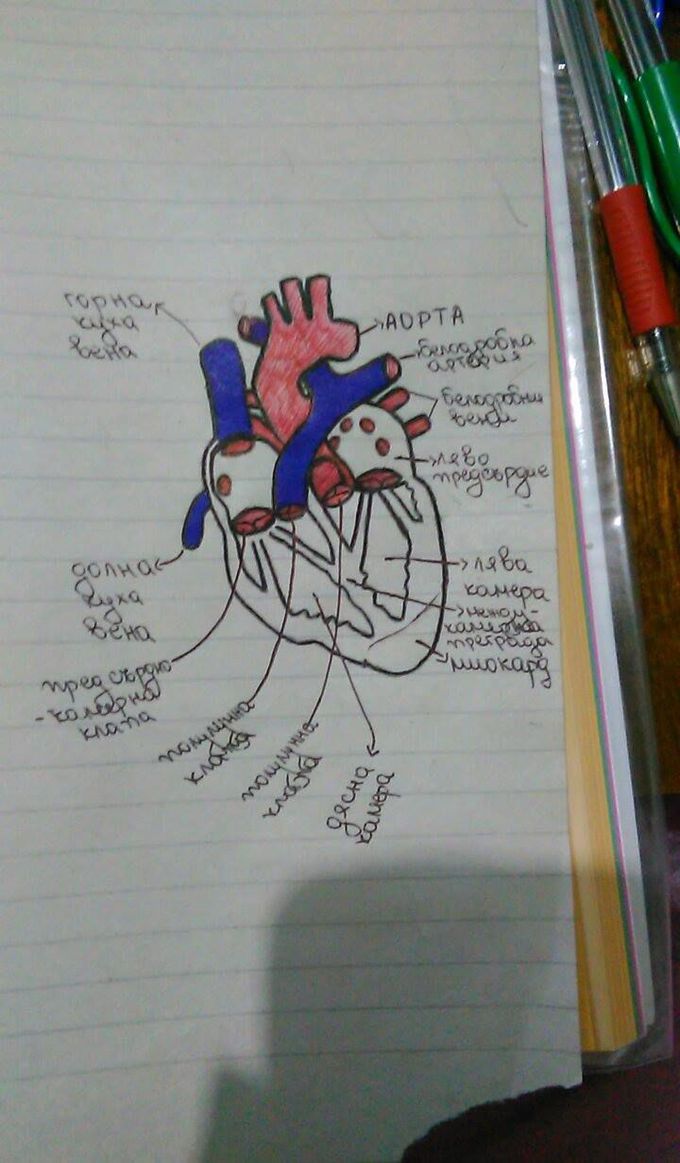 Heart
