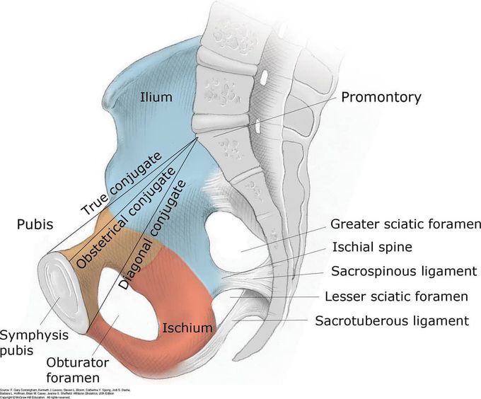 Conjugates in obstetrics: