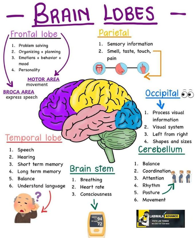 Brain Lobes