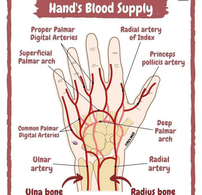 Blood supply of hand