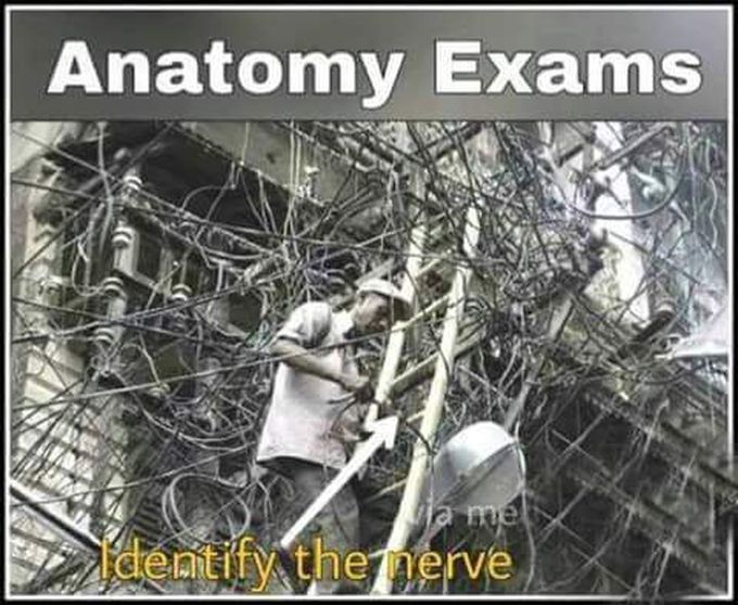 Anatomy exam 📝 😢😢