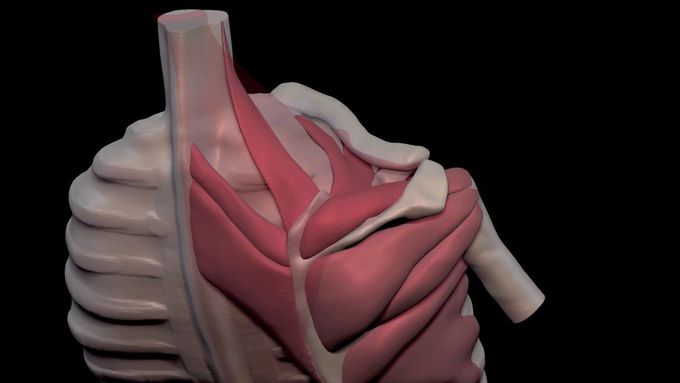 Arm Muscles: 10  Trapezius