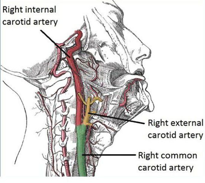 Anatomy