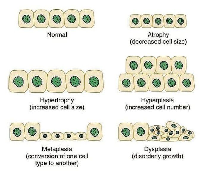 Basics of cellular adaptations