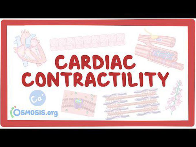 Cardiac contractility