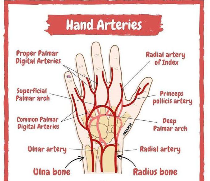 Hand arteries