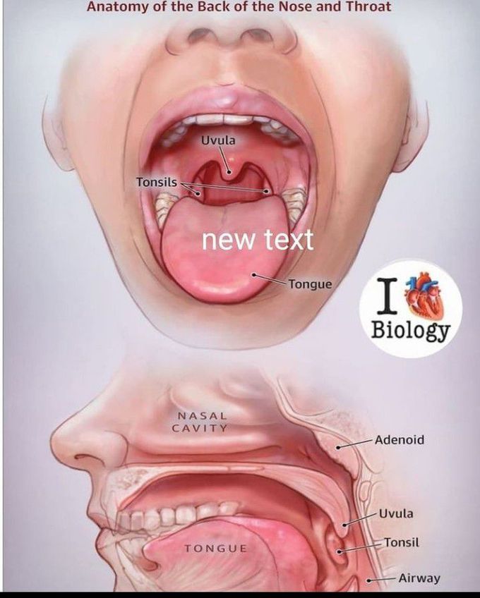 Anatomy of back of the nose and throat