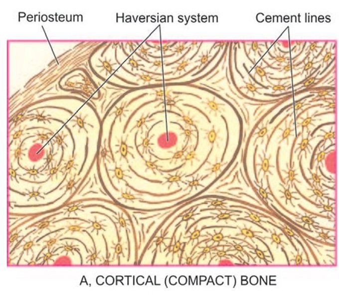 Cortical bone