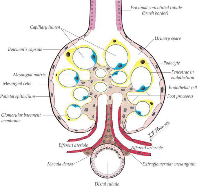 It's glomerulus