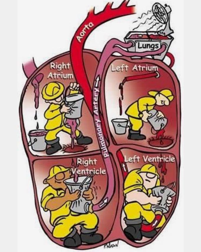 Blood circulation
