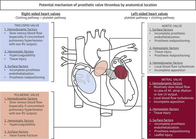 Mecanism of prothesis thrombosis