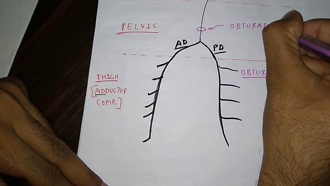 How to draw obturator nerve