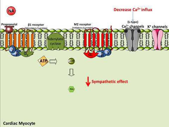 Mechanism of Action of Propranolol