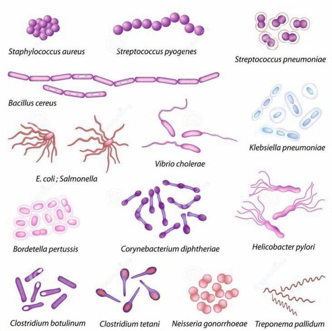 three types of bacteria