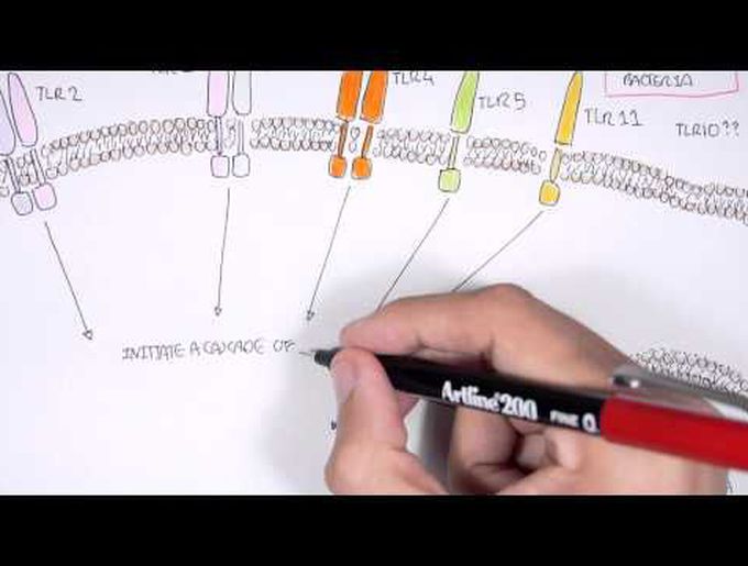 Immunology - Toll Like Receptors Overview