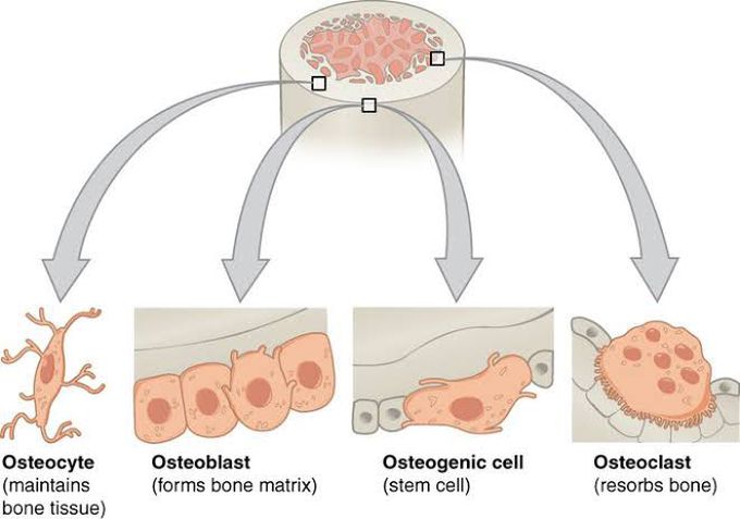 Bone Cell Types