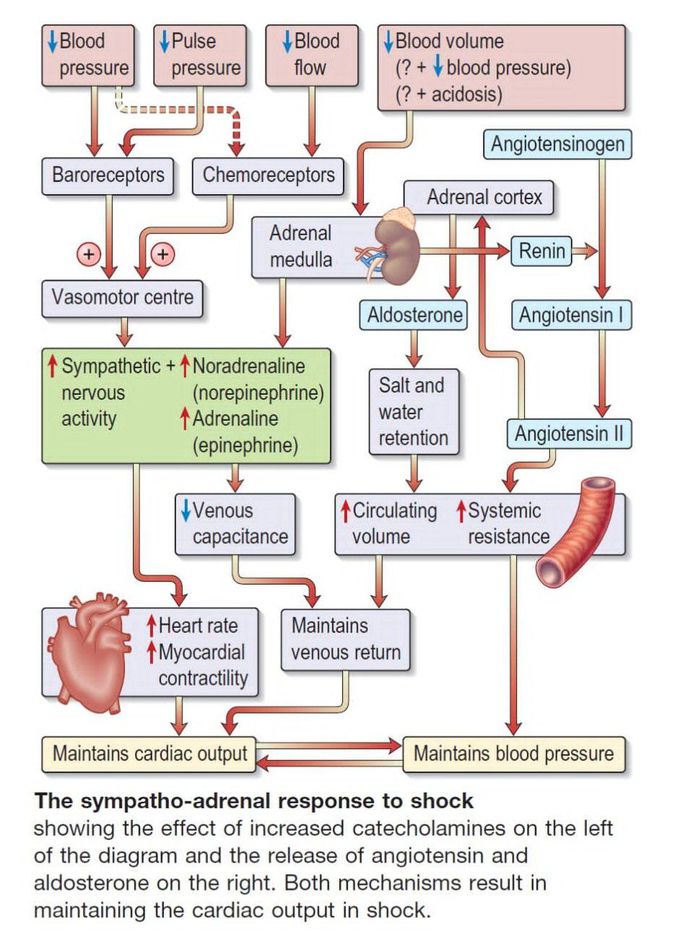 Sympatho-adrenal Response to Shock