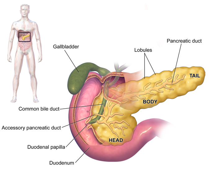 Which cells of pancreas work in exocrine function ?