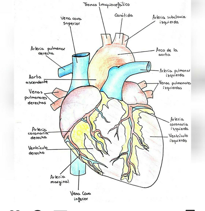 Heart