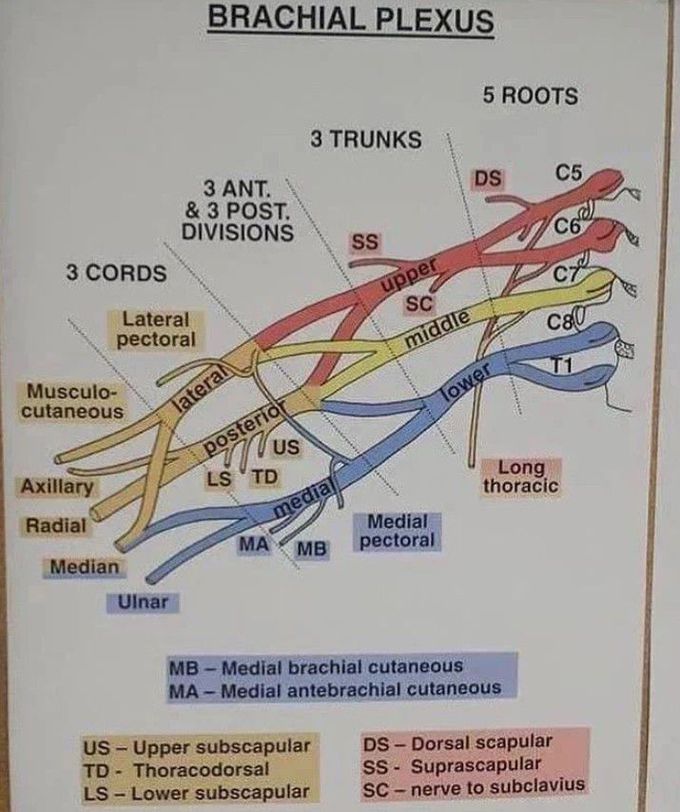 Brachial Plexus