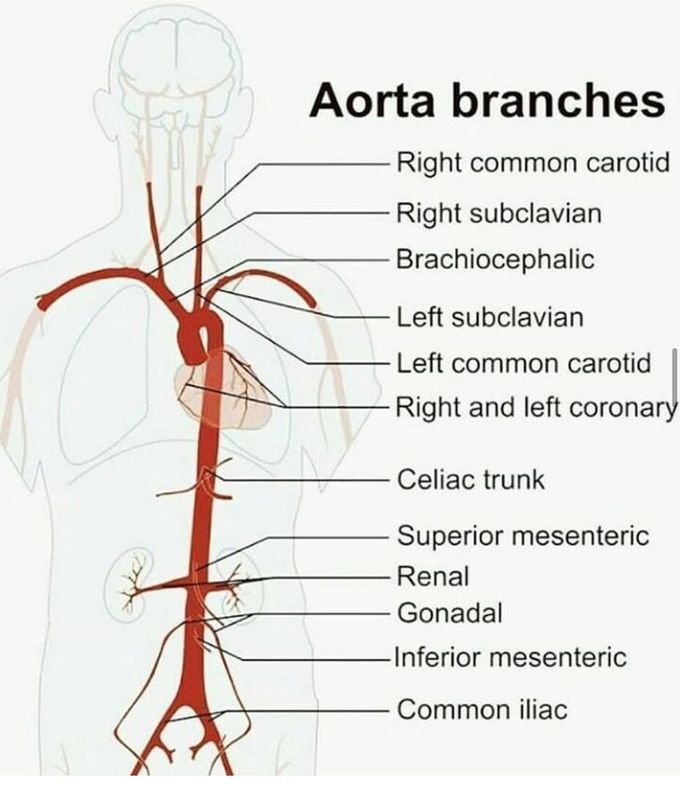Aortic branches