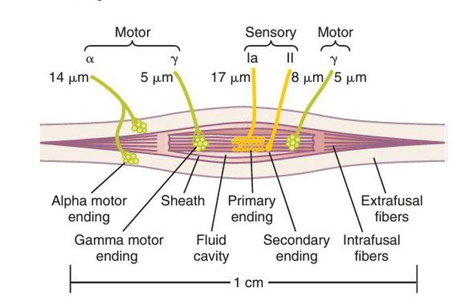 Muscle spindle