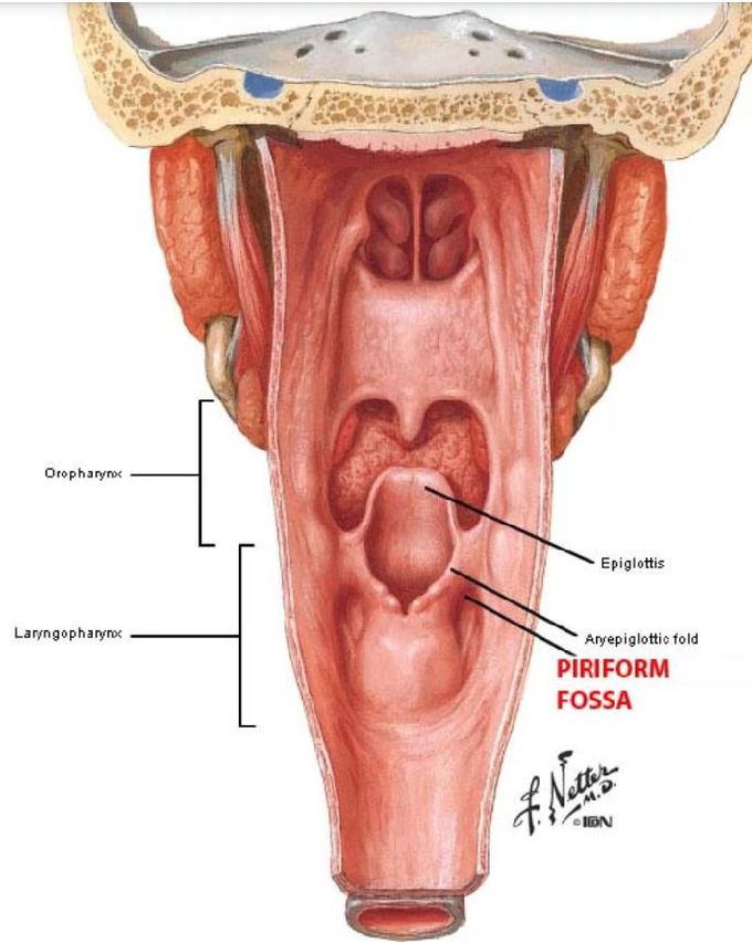 Pharynx anatomy
