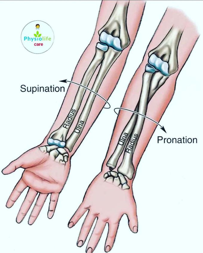 Supination and Pronation in forearm