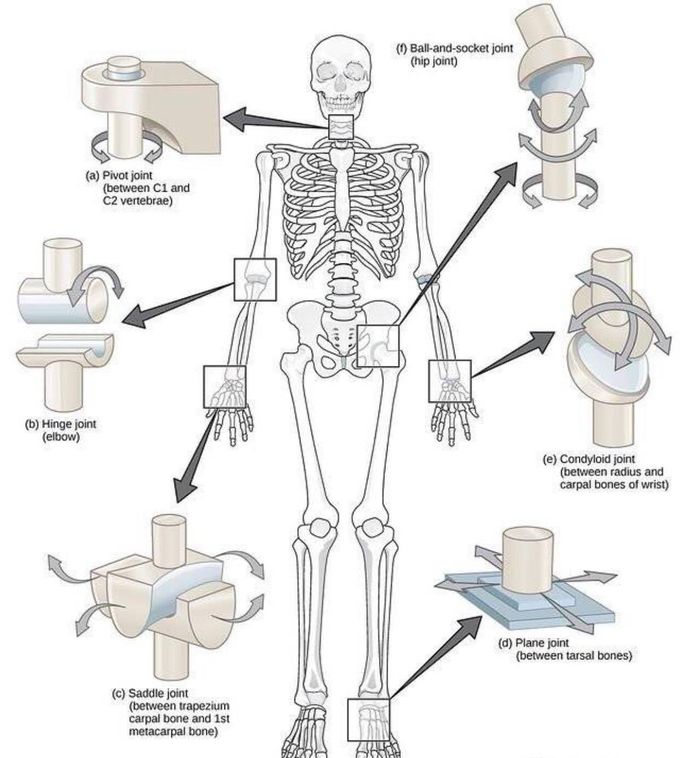 Types of Joints