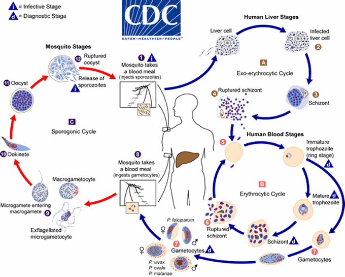 Lifecycle of Malarial Parasite