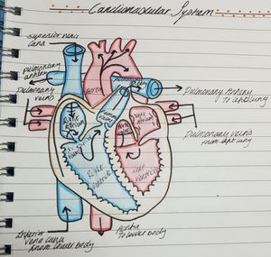 Learning about the heart - MEDizzy