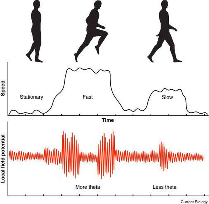 Anesthesia Doesn’t Simply Turn Off the Brain – It Dramatically Changes and Controls Its Rhythms