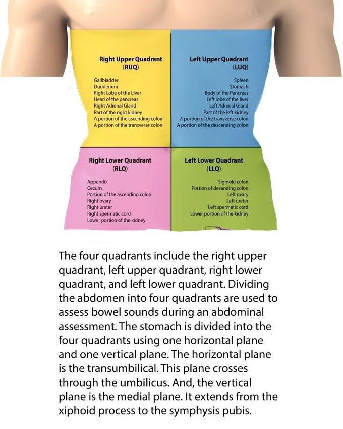 abdomen diagram quadrants