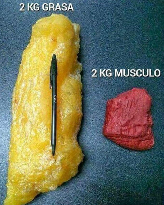 The differnce between the Muscle tissue and fatty or grasa - MEDizzy