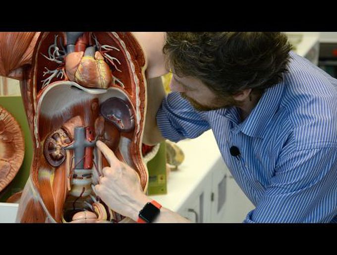 Kidney anatomy