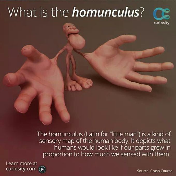 Homunculus representation.